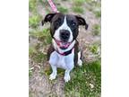 Adopt BooBerry a Mixed Breed