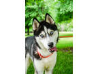Adopt Nemo a Black Husky / Mixed dog in Yakima, WA (37701360)