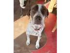 Adopt Luke a Brown/Chocolate - with White English Pointer / Mixed dog in Los