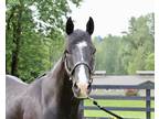 Adopt Levi a Black Quarterhorse horse in Seattle, WA (37579597)