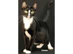 Adopt Saffron a Black & White or Tuxedo Domestic Shorthair (short coat) cat in