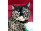 Adopt Rosalita a All Black Domestic Shorthair / Domestic Shorthair / Mixed cat