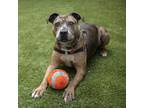 Adopt Lonzo a Brindle Pit Bull Terrier / Mixed dog in Seattle, WA (35388873)