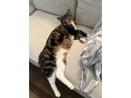 Adopt Nougat a Spotted Tabby/Leopard Spotted Domestic Shorthair / Mixed cat in