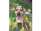 Adopt Arabella a Tan/Yellow/Fawn Hound (Unknown Type) / Mixed dog in Fernandina