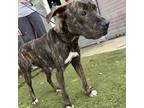 Adopt Ronnie a Brindle Hound (Unknown Type) / Mixed dog in St.