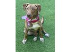 Adopt Carina a Brindle Plott Hound / Shepherd (Unknown Type) / Mixed dog in