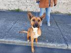 Adopt Lulu a Brown/Chocolate Shepherd (Unknown Type) / Mixed dog in Newport