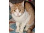 Adopt Dahlia a Orange or Red (Mostly) Domestic Shorthair (short coat) cat in