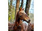 Adopt Tierra a Chestnut/Sorrel Appaloosa horse in Seattle, WA (37579624)