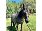 Adopt Stardust a Bay Quarterhorse horse in Seattle, WA (37579611)