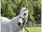 Adopt Paloma a Gray Quarterhorse / Arabian horse in Seattle, WA (37579606)
