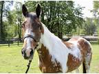 Adopt Kimama a Paint Tennessee Walking Horse horse in Seattle, WA (37579555)