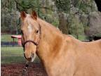 Adopt Docs Gold N' Nugget a Palomino Quarterhorse / Pony - Other horse in