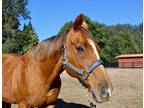 Adopt Brego a Chestnut/Sorrel Thoroughbred horse in Seattle, WA (37579468)