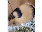Adopt Chocolate a Black Guinea Pig / Mixed small animal in Belleville