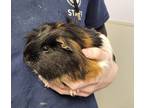 Adopt Teddy a Tan or Beige Guinea Pig / Mixed small animal in Belleville