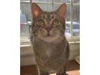 Adopt Jerome a Tan or Fawn Domestic Shorthair (short coat) cat in Pottsville