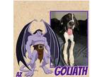 Adopt Goliath a Black - with White Great Dane / Mixed dog in GLENDALE