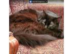 Adopt Dexter a All Black Domestic Longhair / Mixed cat in Rochester