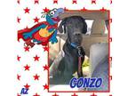 Adopt Gonzo a Black Great Dane / Mixed dog in GLENDALE, AZ (37620794)