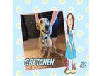 Adopt Gretchen a Tan/Yellow/Fawn Great Dane / Mixed dog in GLENDALE