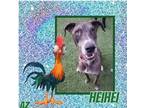 Adopt Heihei a Merle Great Dane / Mixed dog in GLENDALE, AZ (37620993)