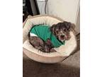 Adopt OD B a Gray/Blue/Silver/Salt & Pepper Poodle (Miniature) / Mixed dog in