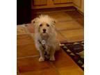 Adopt Dusty a Tan/Yellow/Fawn Terrier (Unknown Type, Small) / Mixed dog in