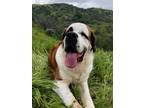 Adopt Oliver a Tricolor (Tan/Brown & Black & White) St. Bernard / Mixed dog in