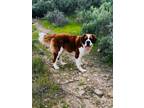 Adopt Olivia a Tricolor (Tan/Brown & Black & White) St. Bernard / Mixed dog in