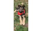 Adopt Stormy a Black - with Tan, Yellow or Fawn German Shepherd Dog / Mixed dog