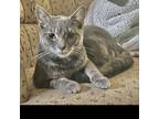 Adopt Mike a Gray or Blue Domestic Shorthair / Mixed cat in Carmel