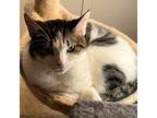 Adopt Tia a Calico or Dilute Calico Domestic Shorthair / Mixed cat in Culpeper