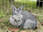 Adopt Gracie (& Grayson) a White Chinchilla, Giant / Mixed rabbit in Holiday