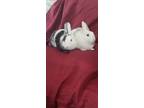 Adopt Bonnie (& Clyde) a White Harlequin / Mixed rabbit in Holiday