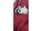 Adopt Clyde (& Bonnie) a White Harlequin / Mixed rabbit in Holiday