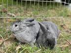Adopt Grayson (& Gracie) a Grey/Silver American / Mixed rabbit in Holiday