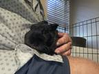 Adopt Archie (& Edith) a Black American rabbit in Holiday, FL (37624711)