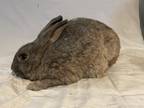 Adopt Edith (& Archie) a Grey/Silver American / Mixed rabbit in Holiday