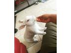 Adopt Alfred a White Florida White / Mixed rabbit in Holiday, FL (37624729)