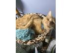 Adopt Dean a Orange or Red Domestic Shorthair (short coat) cat in Dunkirk