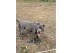 Adopt Gracie a Gray/Blue/Silver/Salt & Pepper American Pit Bull Terrier / Mixed