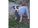 Adopt Brody a White - with Gray or Silver American Pit Bull Terrier / Mixed dog