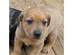 Adopt Okoye a Brown/Chocolate - with Tan American Pit Bull Terrier / Mixed dog