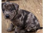 Adopt Shuri a Gray/Blue/Silver/Salt & Pepper American Pit Bull Terrier / Mixed