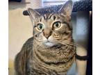 Adopt Annie a Domestic Shorthair cat in Arlington, TX (37627135)