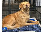 Adopt Stormie a Retriever, Mixed Breed