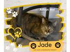 Adopt Jade a Tortoiseshell Domestic Shorthair (short coat) cat in Paris