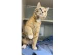 Adopt Smudge a Orange or Red Domestic Shorthair / Domestic Shorthair / Mixed cat